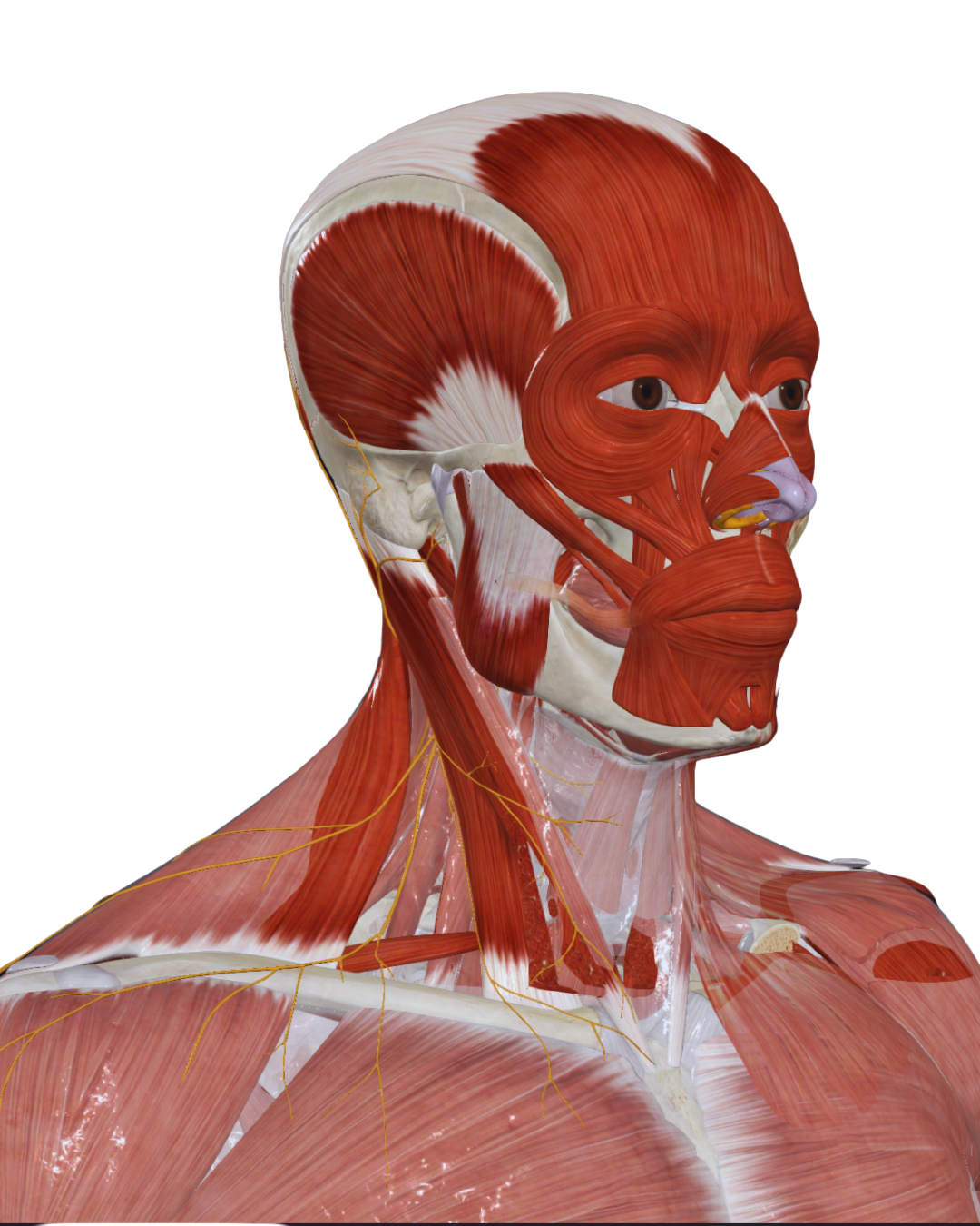 Modelo anatomico